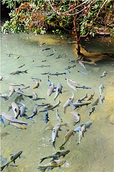 soi cau chuan xsmb